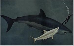 Chracarodon megalodon