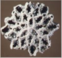 Lunulites sp.  Diameter ca. 3 mm