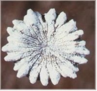 Lunulites sp. Diameter ca. 3 mm