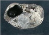 Bulla tympani, ca. 8 cm