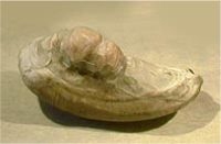 Miracorvina holsaticus