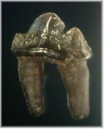 Tand fra Callophoca obscura