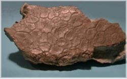 Karakteristisk mosaikmnster fra rygskjoldet