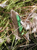 Fjer af Krikand (47K)