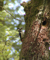 Stor Flagsptte (43K)