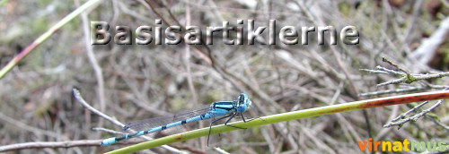 Basisartiklerne (54K)