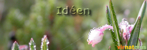 Iden (53K)