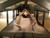 Hval fundet i Gram Lergrav (63K)