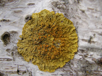 Xanthoria, lav p birketr (39K)