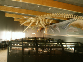 Udstillingen p Midtsnderjyllands Museum i Gram (73K)